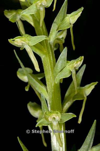 platanthera sparsiflora 4 graphic